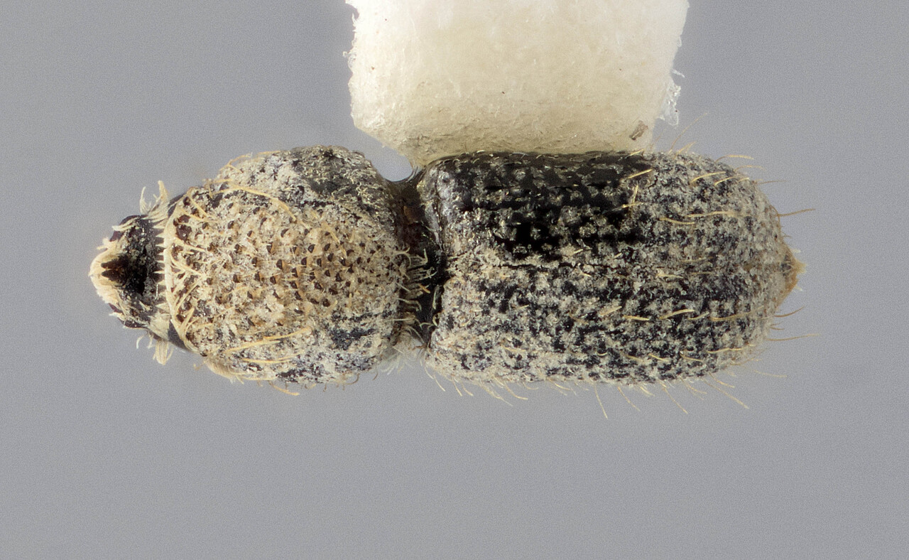 Genus / Species: Cactopinus depressus | Image Author: J Buffam | Location: México, San Luís Potosí, San Luis Potosí, 73 km N | Image Type: holotype | Collection: Canadian National Collection of Insects, Arachnids and Nematodes