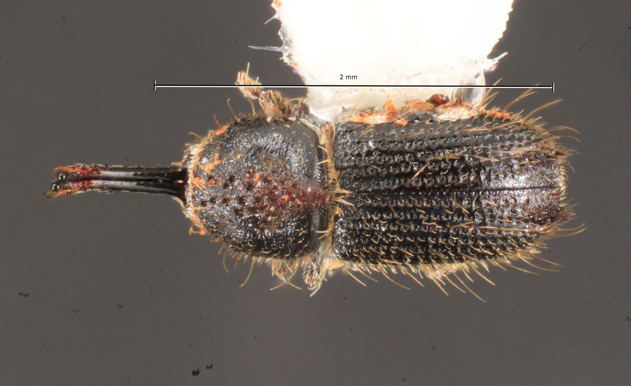 Genus / Species: Cactopinus desertus | Image Author: TH Atkinson | Location: México, Baja California, Cataviña | Collection: University of Texas Insect Collection