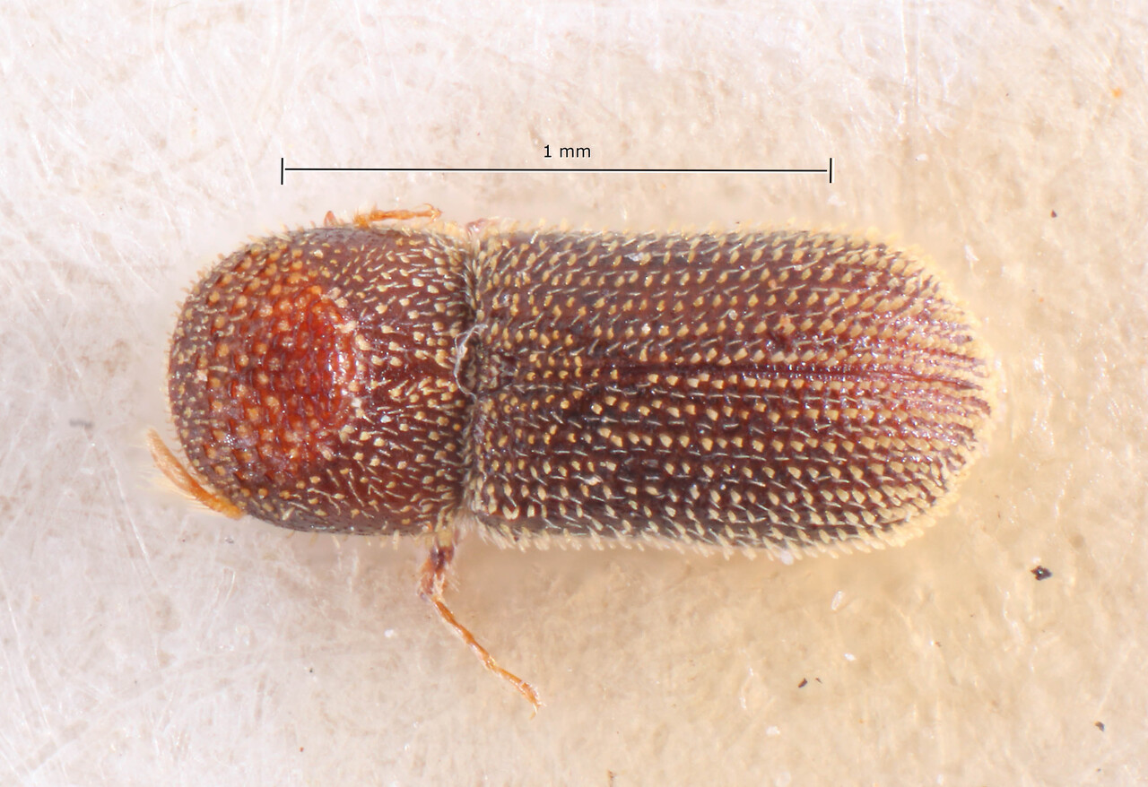 Genus / Species: Pseudothysanoes bellus | Image Author: TH Atkinson | Location: Brazil, Paraná, Rondon | Image Type: allotype | Collection: Naturhistorisches Museum Wien