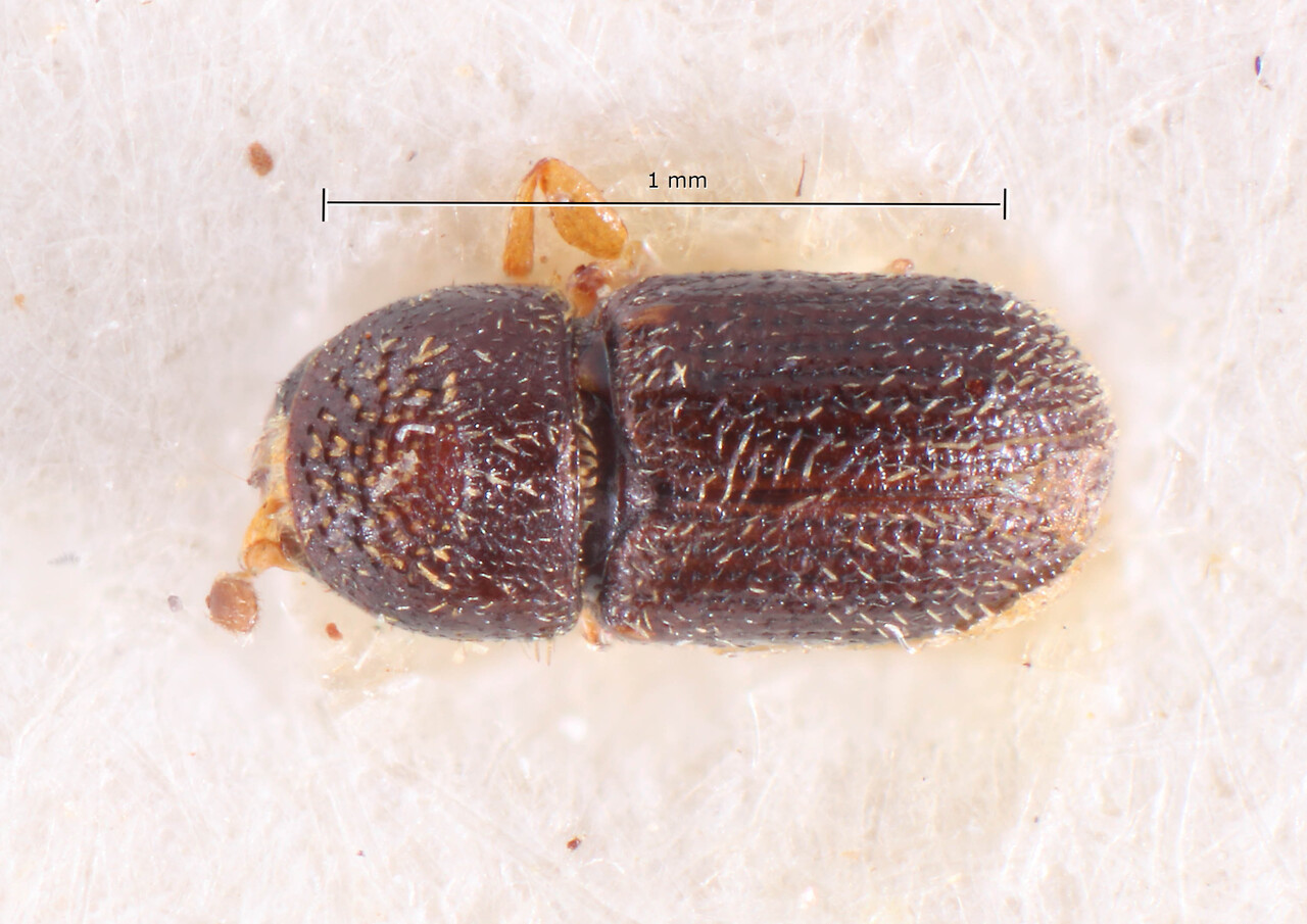 Genus / Species: Pseudothysanoes dimorphus | Image Author: TH Atkinson | Location: Brazil, Mato Grosso, Rio Caraguata | Image Type: allotype | Collection: Naturhistorisches Museum Wien