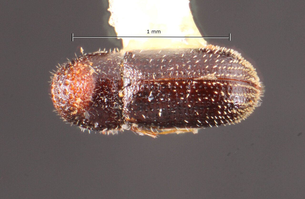 Genus / Species: Pseudothysanoes plaumanni | Image Author: TH Atkinson | Location: Brazil, Santa Catarina, Nova Teutonia | Image Type: allotype | Collection: Naturhistorisches Museum Wien