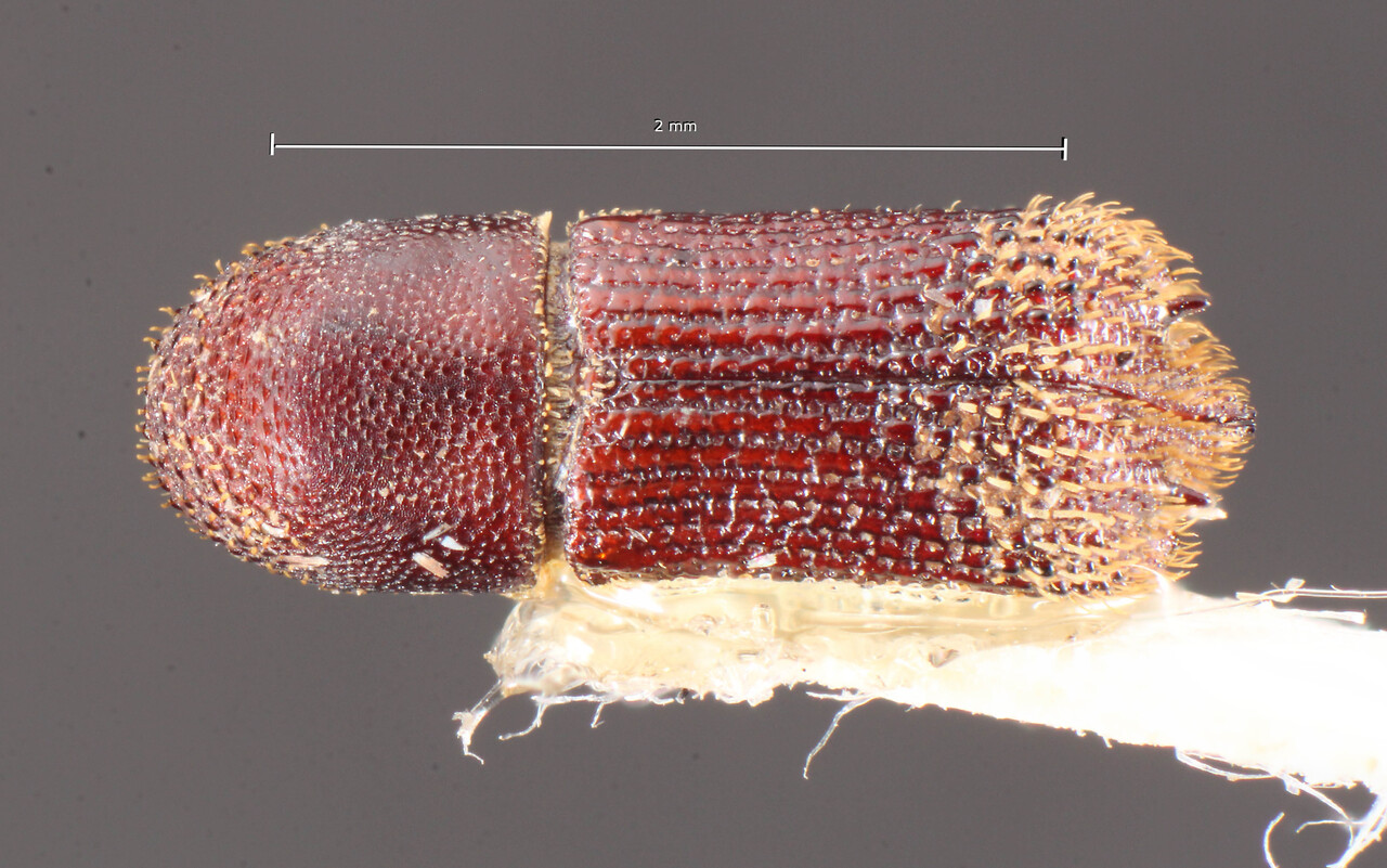 Genus / Species: Hylocurus acutedentatus | Image Author: TH Atkinson | Location: Brazil, Bahia, Encruzilhada | Image Type: holotype | Collection: Naturhistorisches Museum Wien