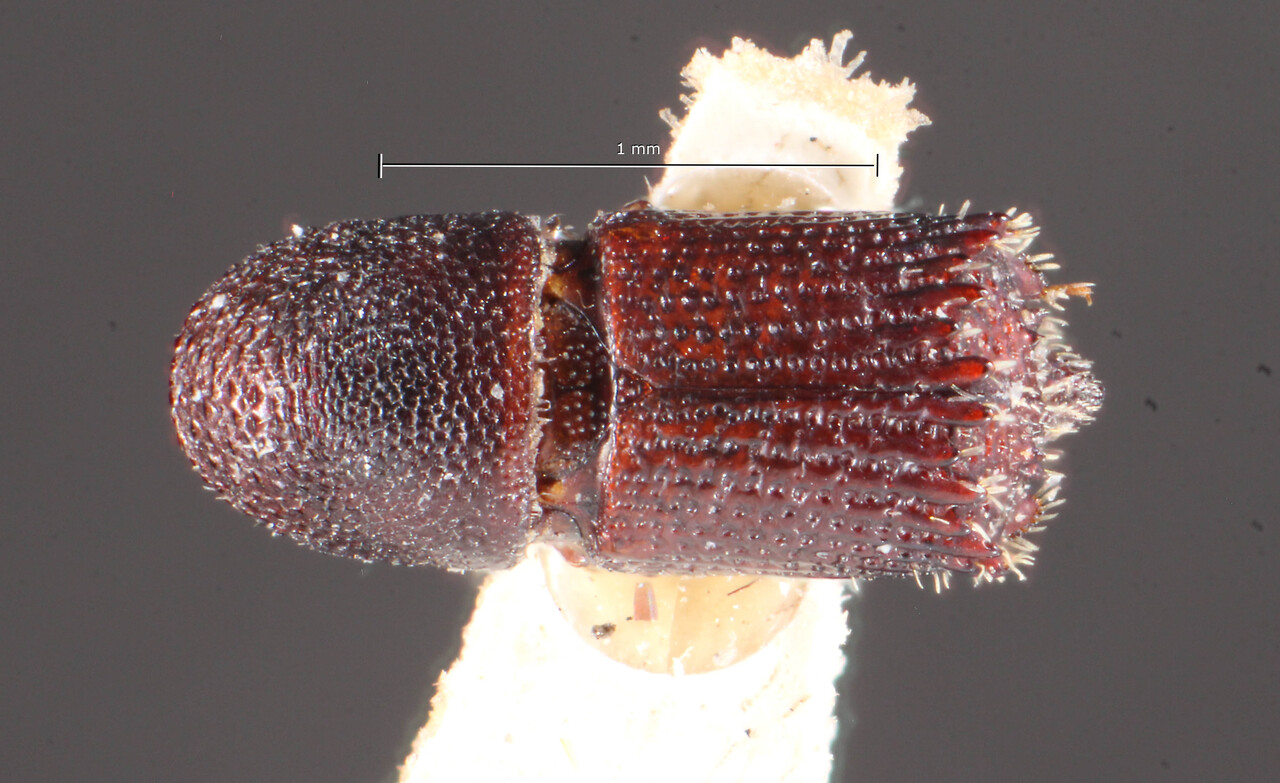 Genus / Species: Hylocurus alternatus | Image Author: TH Atkinson | Location: Venezuela, unknown, Venezuela (country / region) | Image Type: syntype | Collection: Naturhistorisches Museum Wien