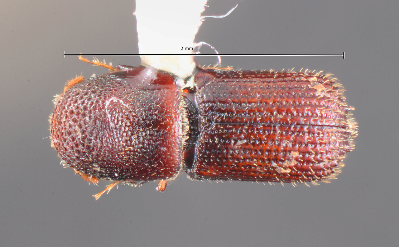 Genus / Species: Hylocurus antillicus | Image Author: TH Atkinson | Location: Lesser Antilles, Guadeloupe, Trace des Cretes at D14 | Image Type: allotype | Collection: Florida State Collection of Arthropods