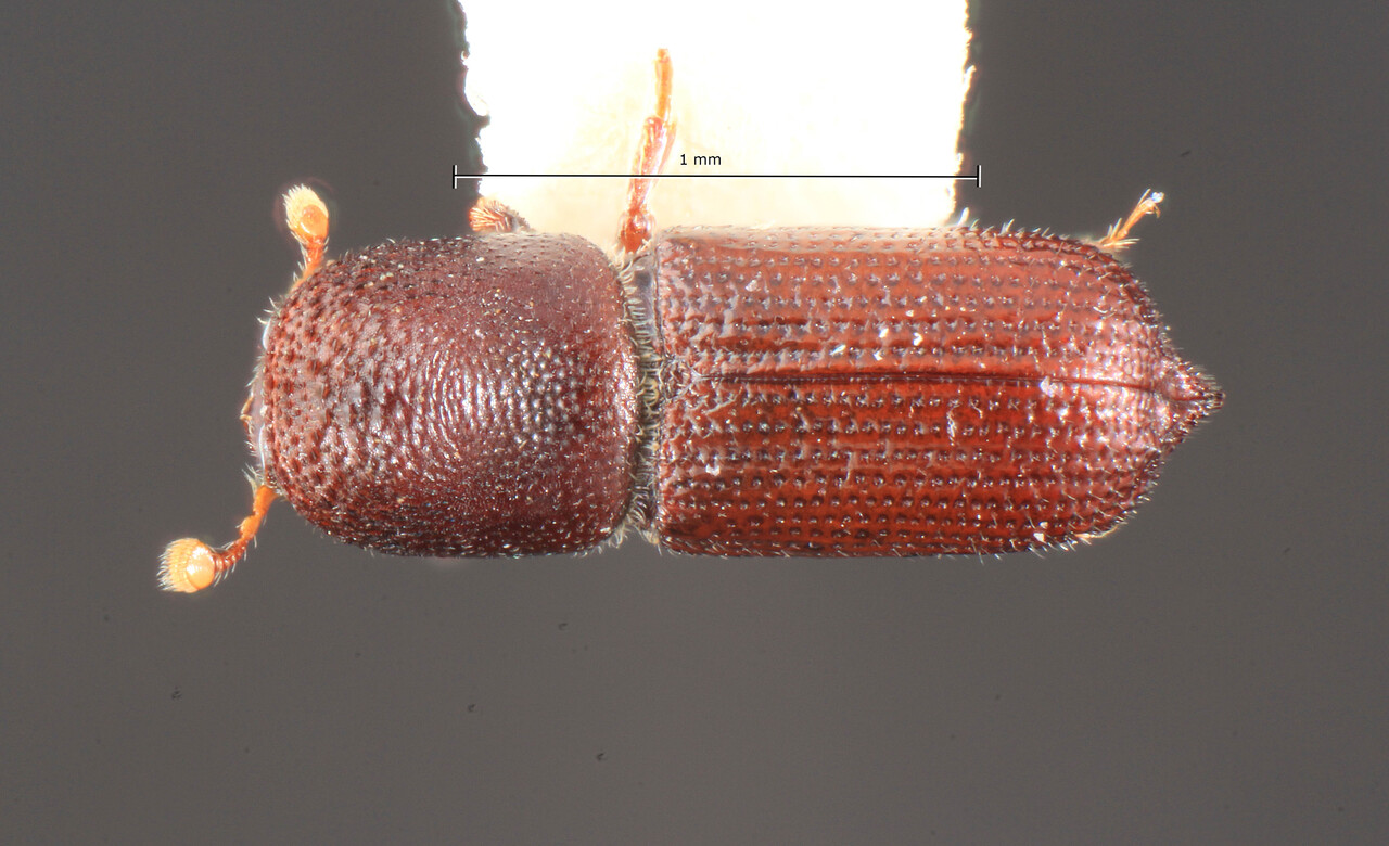 Genus / Species: Hylocurus biconcavus | Image Author: TH Atkinson | Location: United States, Arkansas, Magazine Mtn. | Collection: Texas A&M University Insect Collection