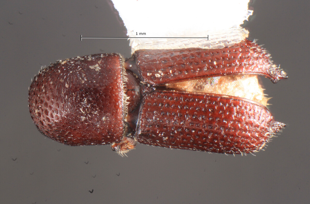 Genus / Species: Hylocurus rudis | Image Author: TH Atkinson | Location: United States, Michigan, Pinckney | Collection: University of Texas Insect Collection