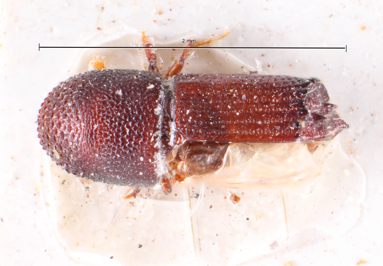 Genus / Species: Hylocurus cuspidatus | Image Author: TH Atkinson | Location: Cuba, unknown, Cuba (country / region) | Image Type: holotype | Collection: Naturhistorisches Museum Wien