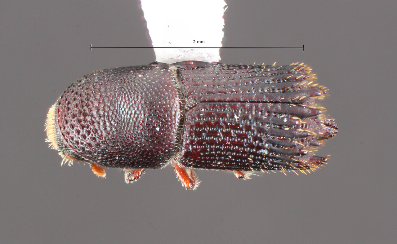Genus / Species: Hylocurus disparilis | Image Author: TH Atkinson | Location: Honduras, Francisco Morazán, Talanga | Collection: California State Collection of Arthropods