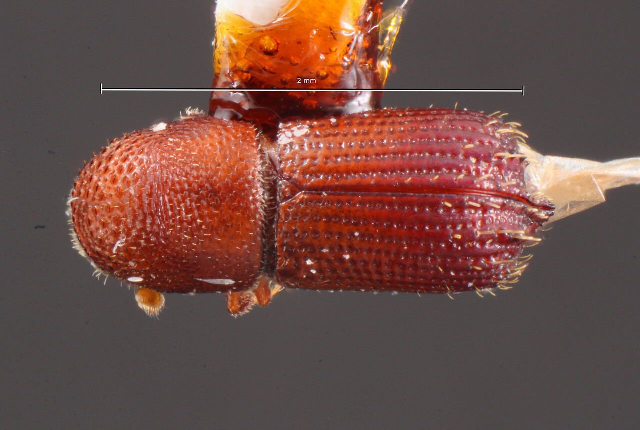 Genus / Species: Hylocurus egenus | Image Author: TH Atkinson | Location: Panamá, Colón, Fort Gulick | Collection: Field Museum of Natural History