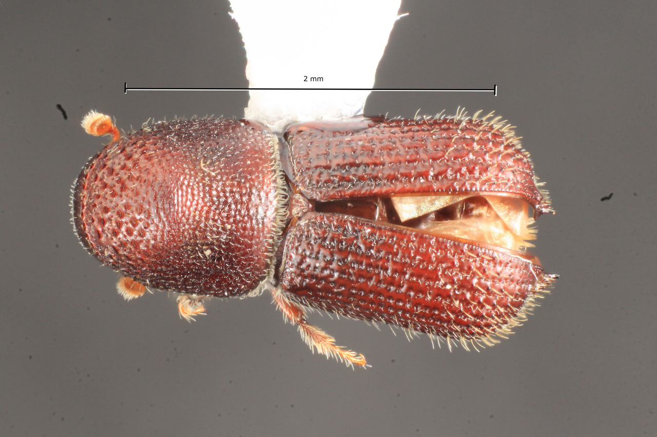 Genus / Species: Hylocurus floridensis | Image Author: TH Atkinson | Location: United States, Texas, College Station | Collection: Texas A&M University Insect Collection