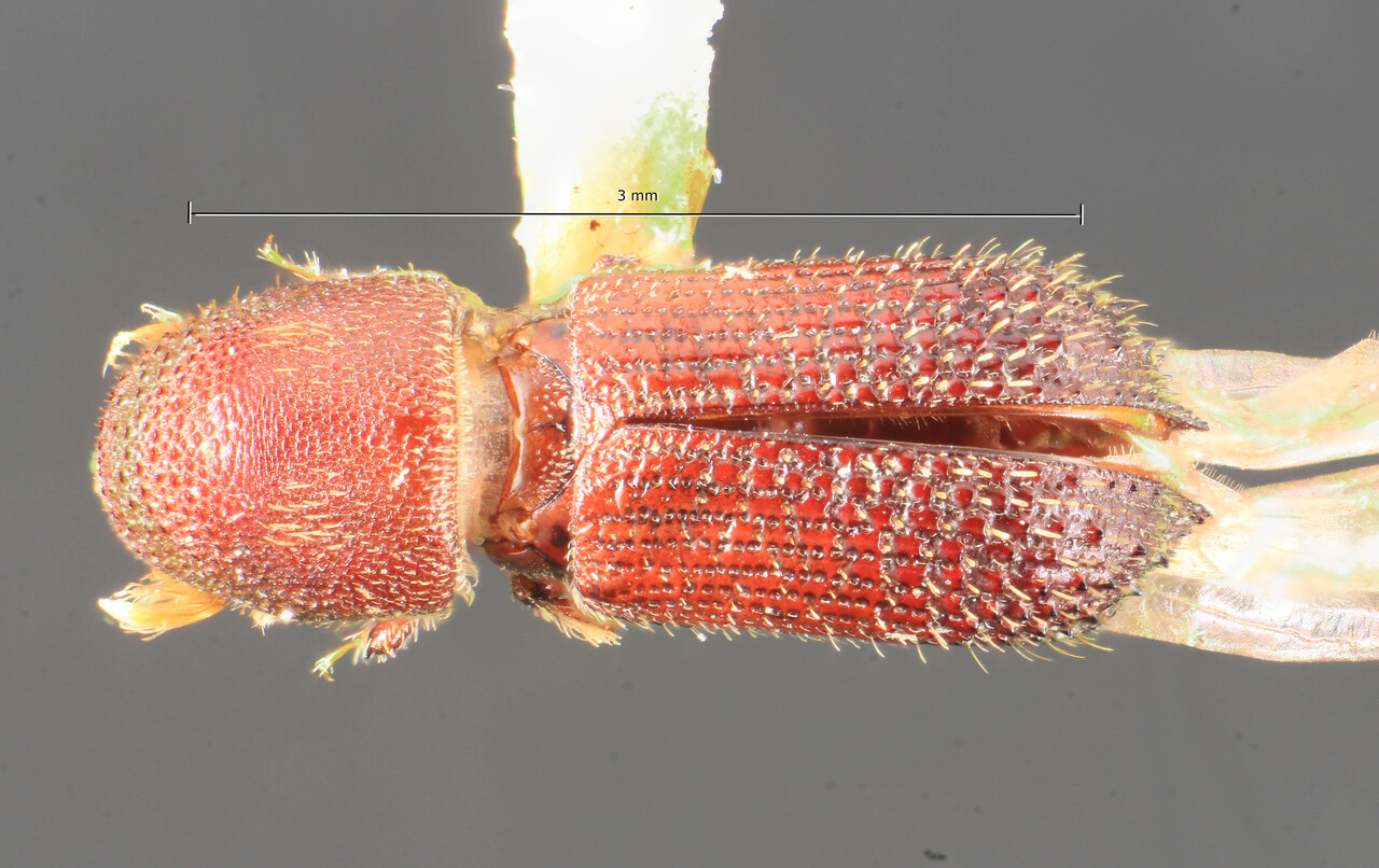 Genus / Species: Hylocurus giganteus | Image Author: TH Atkinson | Location: Brazil, Santa Catarina, Nova Teutonia | Image Type: paratype | Collection: Field Museum of Natural History