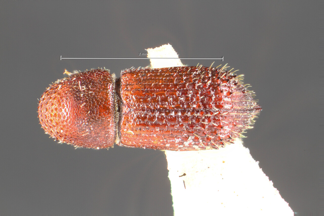 Genus / Species: Hylocurus impar | Image Author: TH Atkinson | Location: Brazil, Santa Catarina, Nova Teutonia | Collection: University of Texas Insect Collection