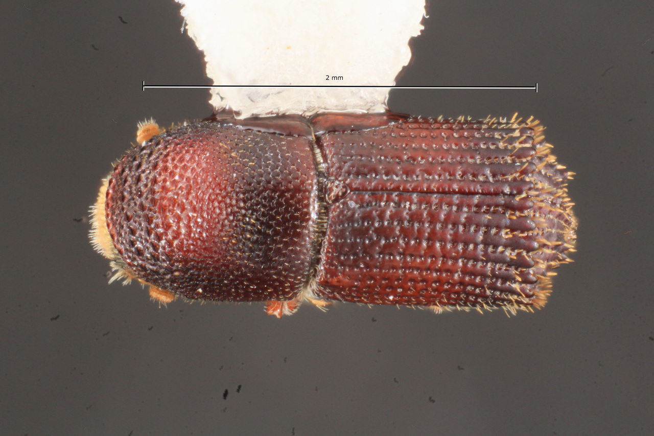 Genus / Species: Hylocurus parkinsoniae | Image Author: TH Atkinson | Location: México, Sonora, Microwave tower, Navajoa-Alamos hwy. | Collection: University of Texas Insect Collection