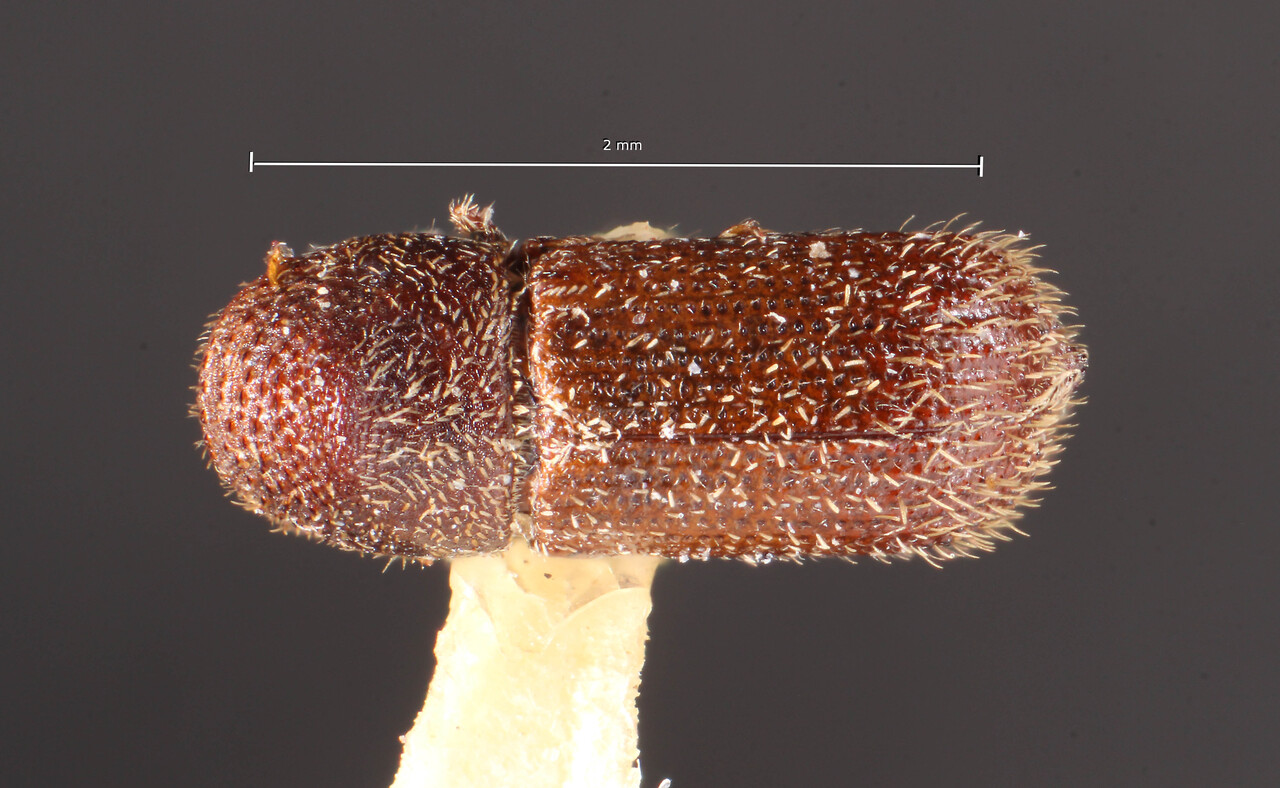 Genus / Species: Hylocurus pilosus | Image Author: TH Atkinson | Location: Brazil, Santa Catarina, Nova Teutonia | Collection: Naturhistorisches Museum Wien