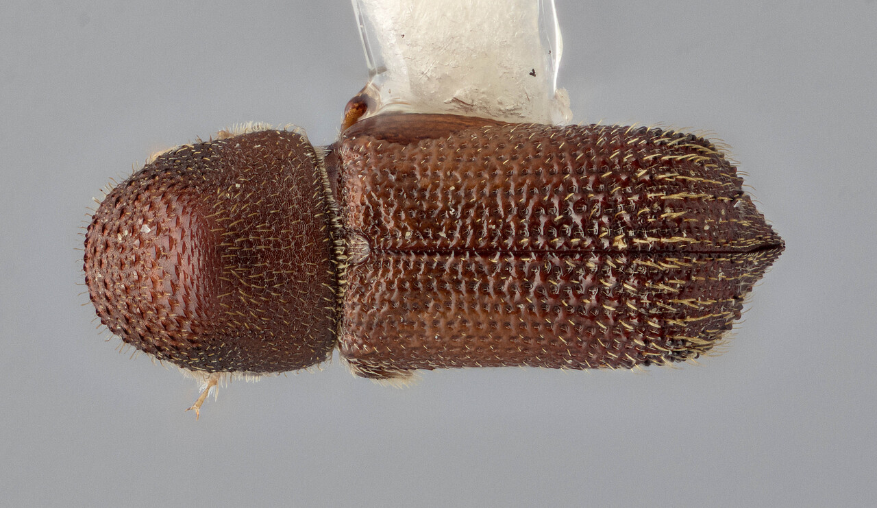 Genus / Species: Hylocurus rivalis | Image Author: J Buffam | Location: México, Oaxaca, Suchixtepec, 3 mi N, hwy 175 | Image Type: holotype | Collection: Canadian National Collection of Insects, Arachnids and Nematodes