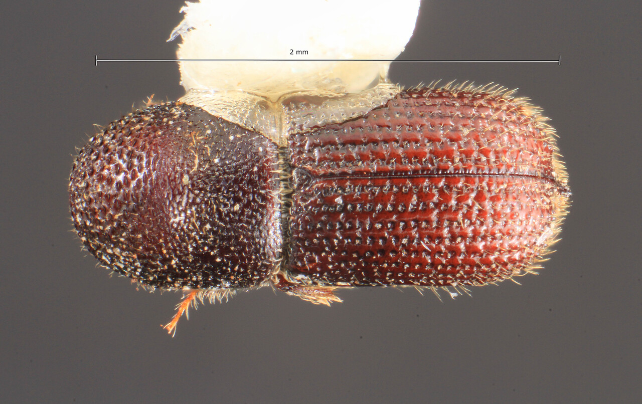 Genus / Species: Hylocurus schwarzi | Image Author: TH Atkinson | Location: United States, Texas, College Station | Collection: Texas A&M University Insect Collection