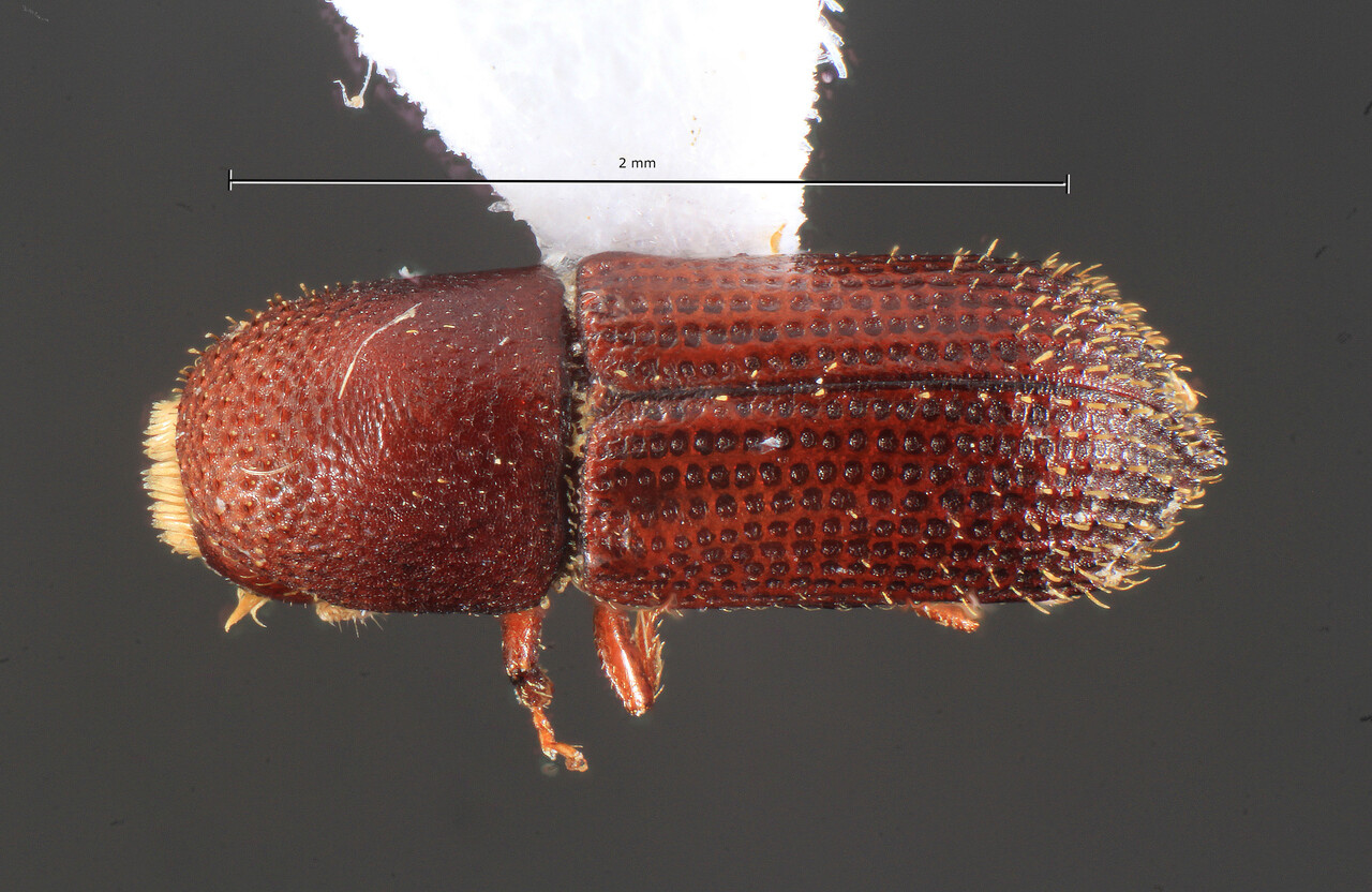 Genus / Species: Hylocurus singularis | Image Author: TH Atkinson | Location: Brazil, Pernambuco, Recife | Collection: Faculdade de Engenharia
