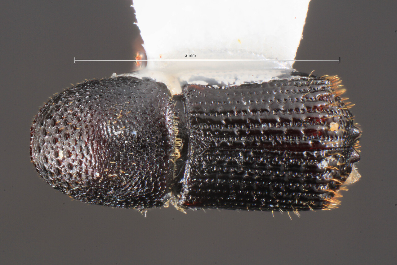 Genus / Species: Hylocurus incognitus | Image Author: TH Atkinson | Location: United States, Texas, Bear Creek Park | Collection: Entomology