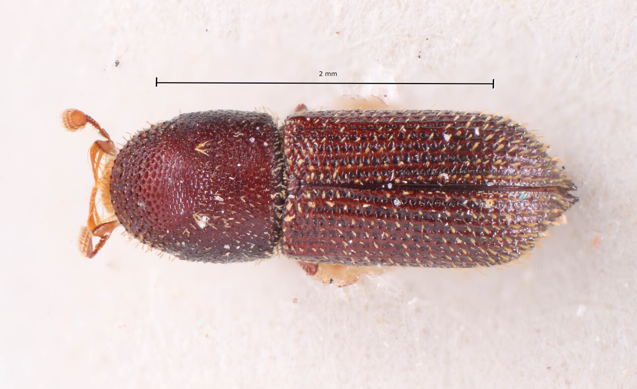 Genus / Species: Hylocurus subgranulatus | Image Author: TH Atkinson | Location: Brazil, Mato Grosso, Rio Caraguata | Image Type: lectotype | Collection: Naturhistorisches Museum Wien