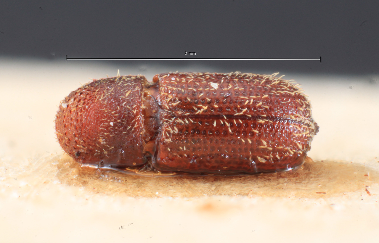 Genus / Species: Hylocurus vianai | Image Author: TH Atkinson | Location: Argentina, Buenos Aires, Tigre | Image Type: paratype | Collection: Museo de la Plata