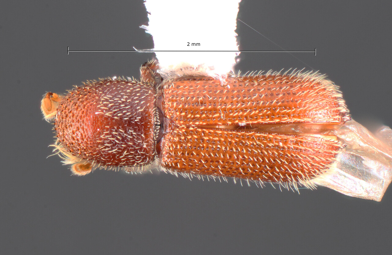 Genus / Species: Micracis carinulata | Image Author: TH Atkinson | Location: United States, Arizona, Portal, 5 mi W | Collection: California State Collection of Arthropods