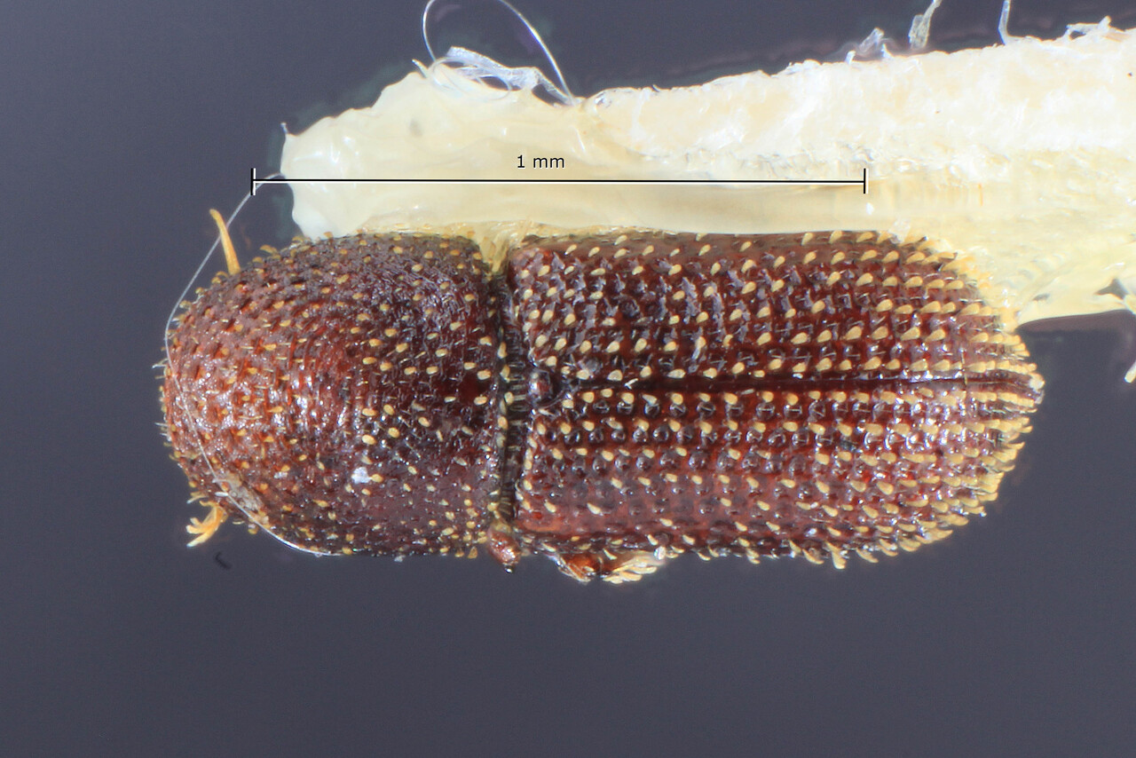 Genus / Species: Micracis minima | Image Author: TH Atkinson | Location: Brazil, Rio de Janeiro, Guanabara, Represa Rio Grande | Collection: Naturhistorisches Museum Wien