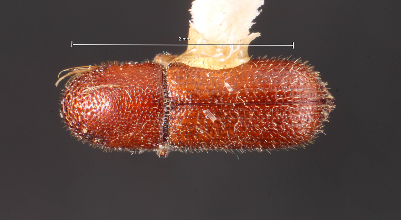 Genus / Species: Hylocurus punctatorugosus | Image Author: TH Atkinson | Location: México, Michoacán, Huetamo | Image Type: holotype | Collection: Naturhistorisches Museum Wien