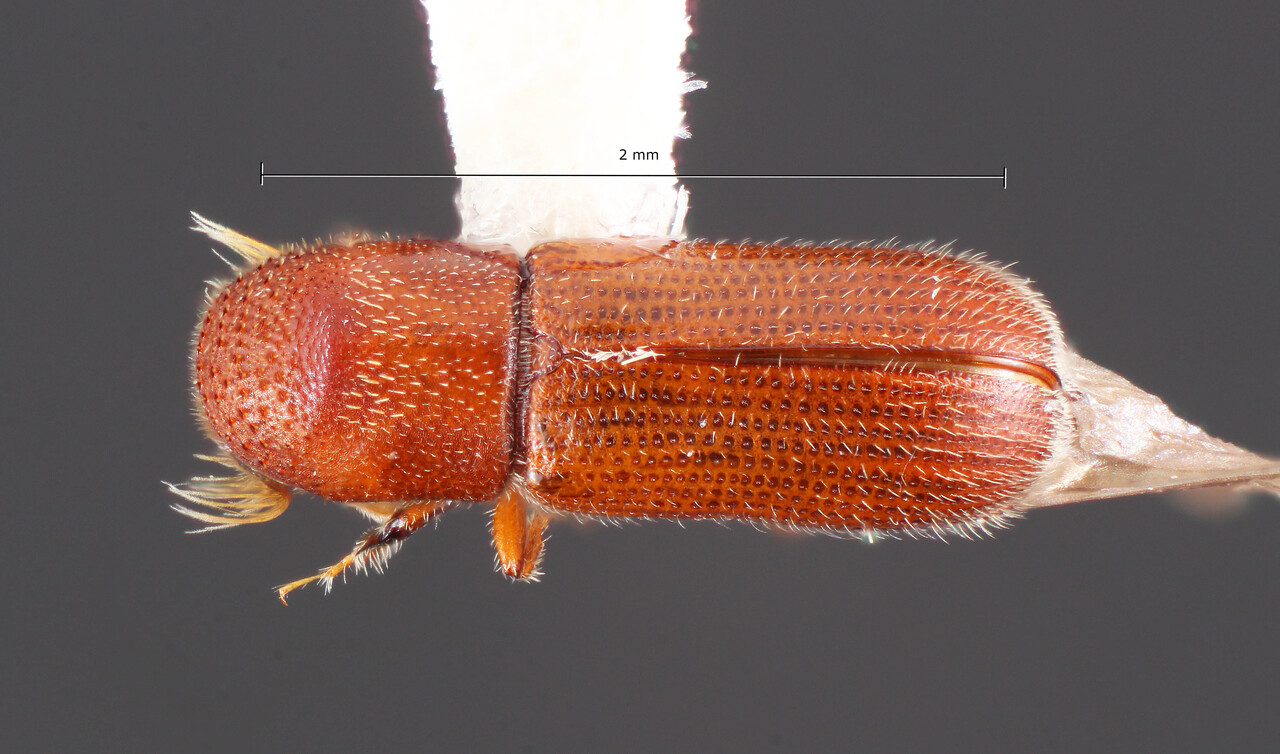 Genus / Species: Micracis torus | Image Author: TH Atkinson | Location: México, Sinaloa, Loberas | Collection: California State Collection of Arthropods