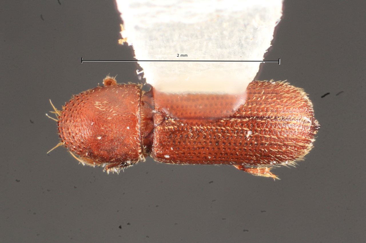 Genus / Species: Micracis tribulata | Image Author: TH Atkinson | Location: México, Oaxaca, La Esperanza | Collection: T.H. Atkinson, synoptic collection