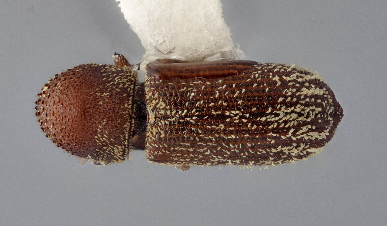 Genus / Species: Micracisella mimetica | Image Author: J Buffam | Location: México, Oaxaca, Suchixtepec, 3.5 mi (5 km) S, hwy 175 | Image Type: holotype | Collection: Canadian National Collection of Insects, Arachnids and Nematodes