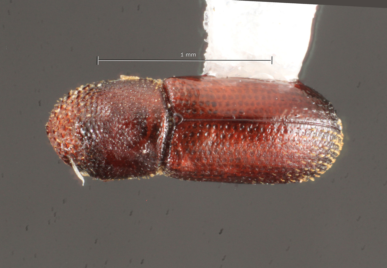 Genus / Species: Micracisella monadis | Image Author: TH Atkinson | Location: México, Morelos, Mormorol | Collection: T.H. Atkinson, synoptic collection