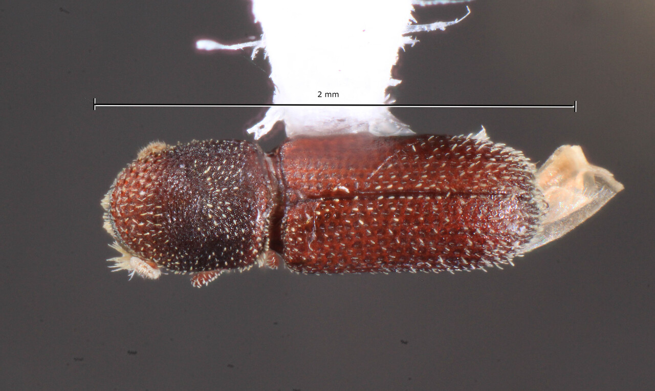 Genus / Species: Micracisella nanula | Image Author: TH Atkinson | Location: United States, Florida, Archbold Biol. Sta. | Collection: University of Texas Insect Collection