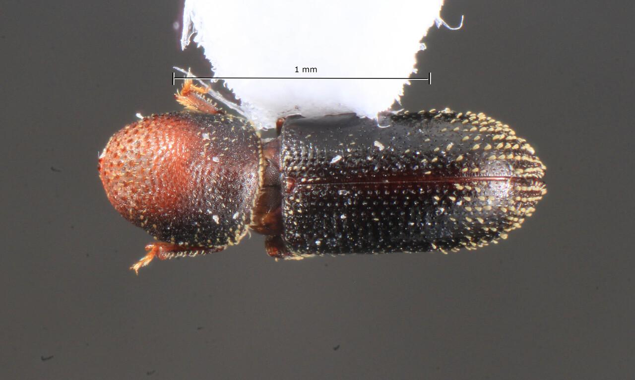 Genus / Species: Micracisella nigra | Image Author: TH Atkinson | Location: Costa Rica, Puntarenas, Rd. Hacienda Guachipelin-Liberia | Collection: Museum für Naturkunde