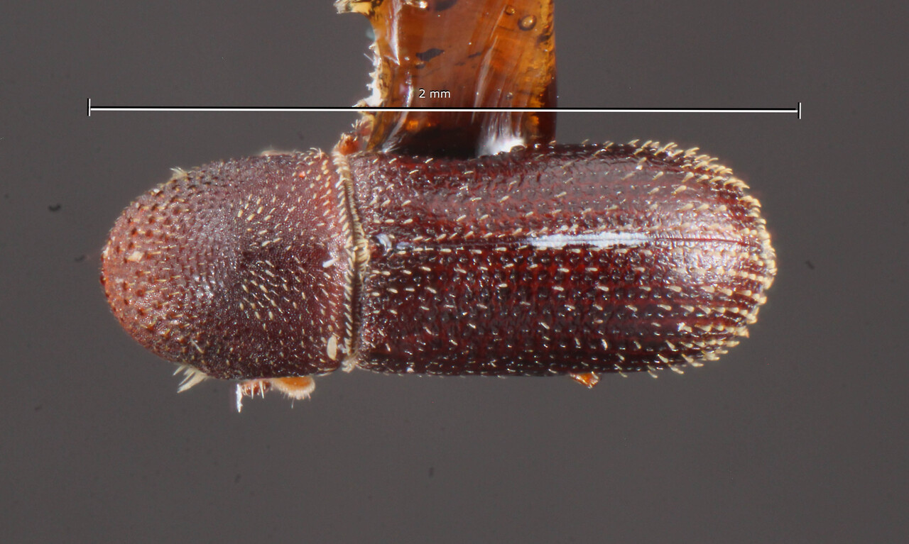 Genus / Species: Micracisella opacithorax | Image Author: TH Atkinson | Location: Panamá, Chiriquí, Cerro Colorado | Collection: Field Museum of Natural History