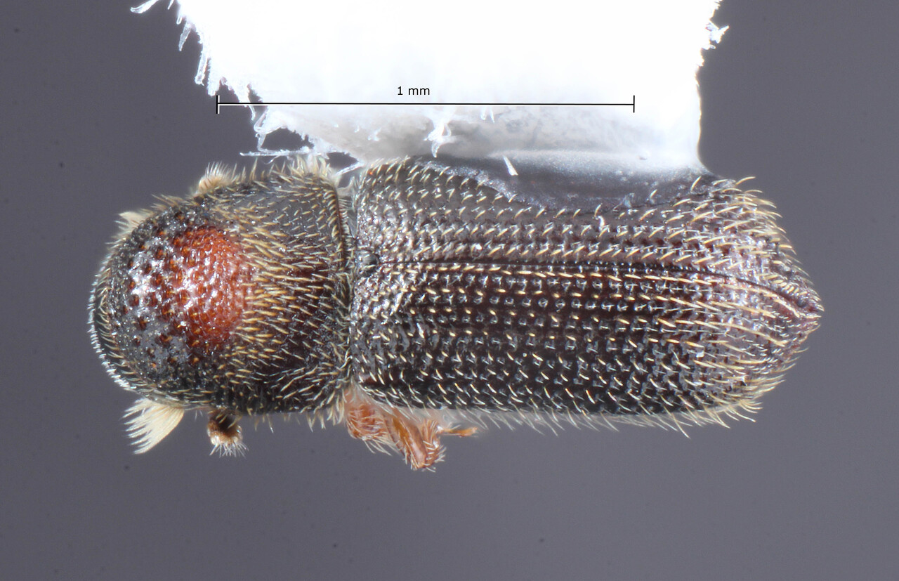 Genus / Species: Phloeocleptus atkinsoni | Image Author: TH Atkinson | Location: México, Oaxaca, Sta. Catarina Lachatao | Collection: University of Texas Insect Collection