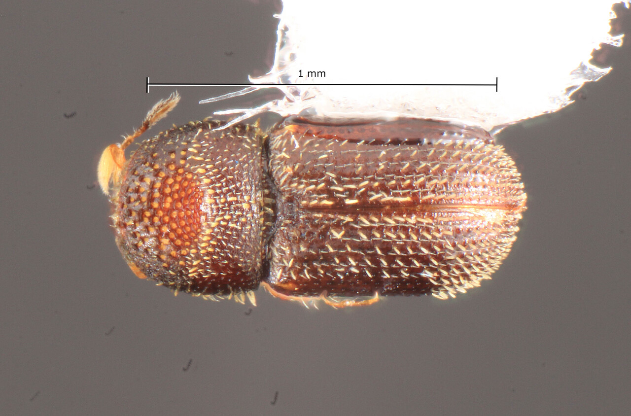 Genus / Species: Pseudothysanoes abbreviatus | Image Author: TH Atkinson | Location: Brazil, Paraná, Rondon | Collection: University of Texas Insect Collection