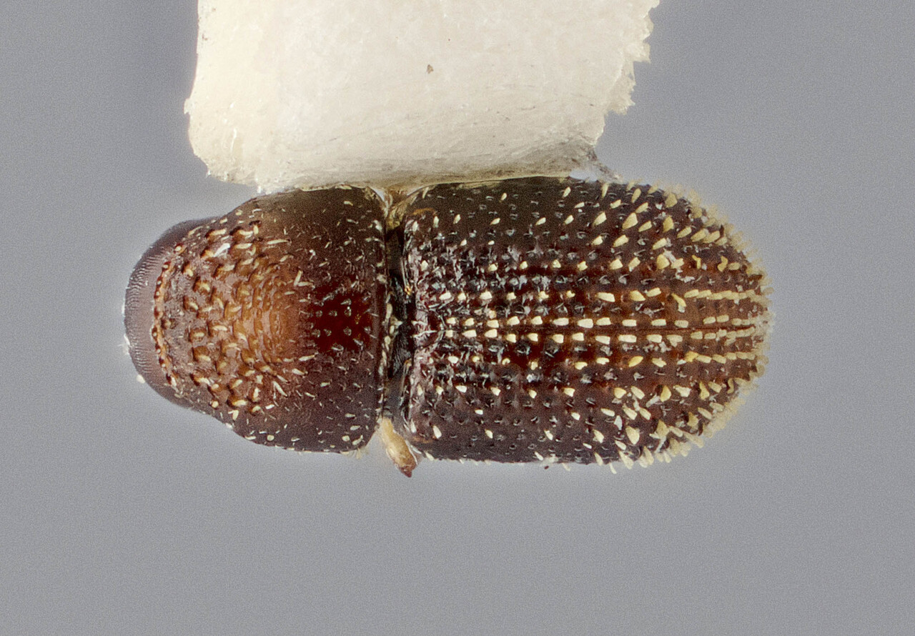 Genus / Species: Pseudothysanoes contrarius | Image Author: J Buffam | Location: México, Chiapas, Lagos de Colores | Image Type: holotype | Collection: Canadian National Collection of Insects, Arachnids and Nematodes