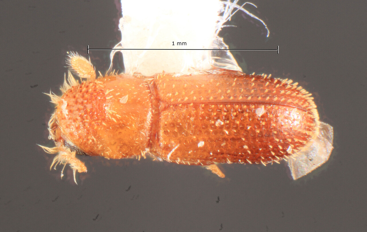 Genus / Species: Pseudothysanoes cracentis | Image Author: TH Atkinson | Location: Curaçao, Christoffel Park | Image Type: holotype | Collection: Florida State Collection of Arthropods