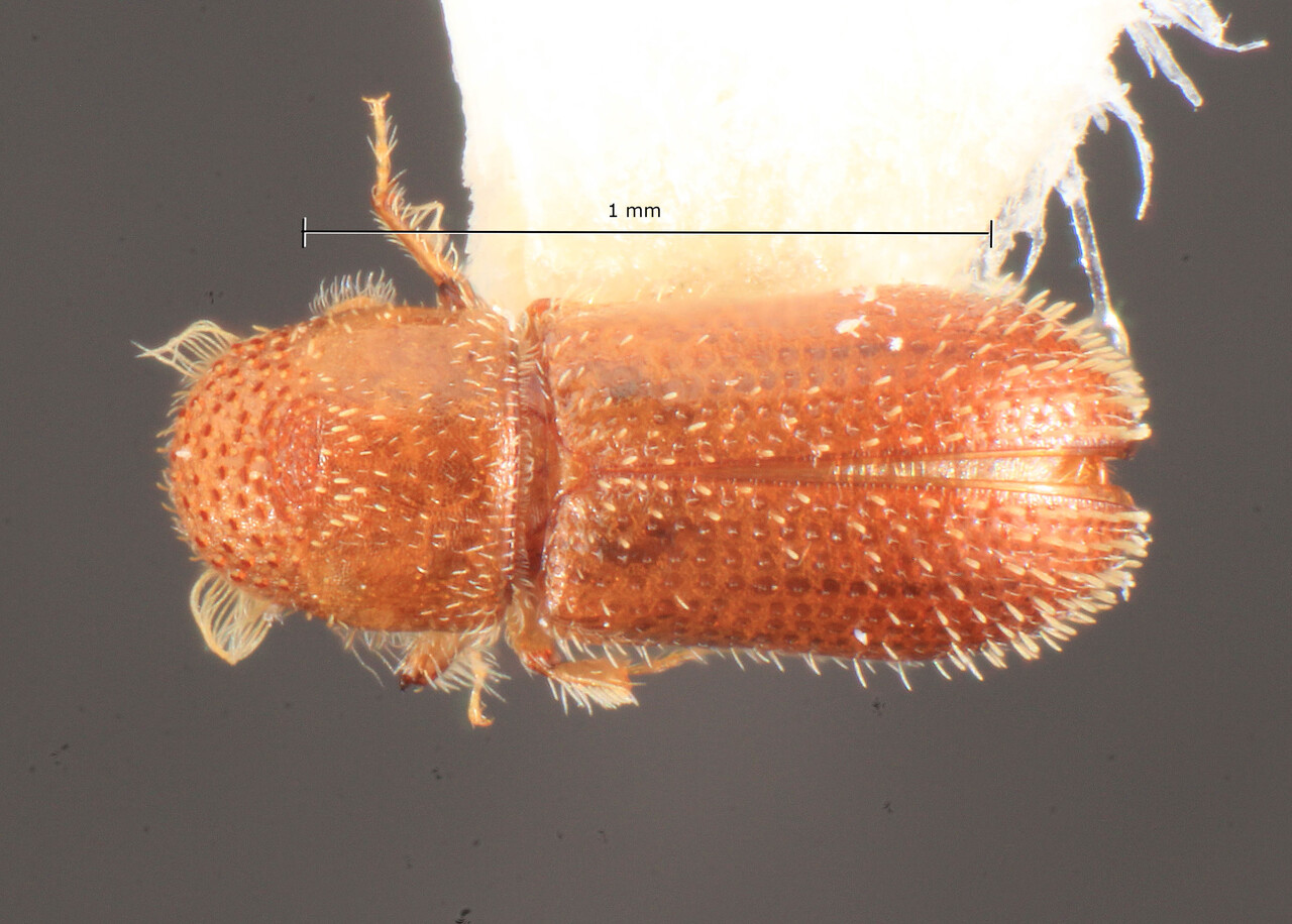 Genus / Species: Pseudothysanoes lautus | Image Author: TH Atkinson | Location: Lesser Antilles, Antigua, Christian Valley  | Image Type: holotype | Collection: Florida State Collection of Arthropods