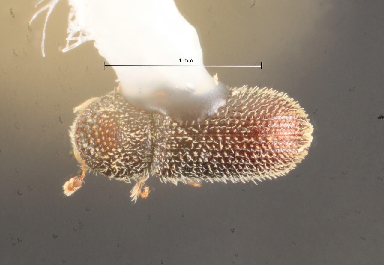 Genus / Species: Pseudothysanoes lecontei | Image Author: TH Atkinson | Location: United States, Georgia, Sprewel Bluff | Collection: University of Texas Insect Collection