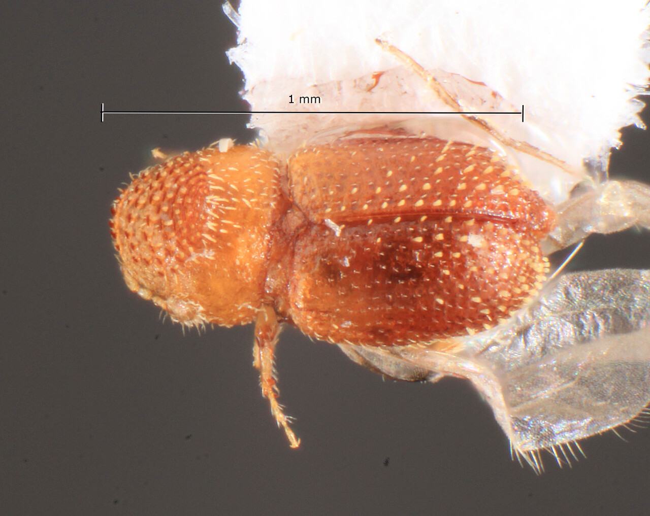 Genus / Species: Pseudothysanoes leptus | Image Author: TH Atkinson | Location: Bahamas, north coast road | Image Type: holotype | Collection: Florida State Collection of Arthropods