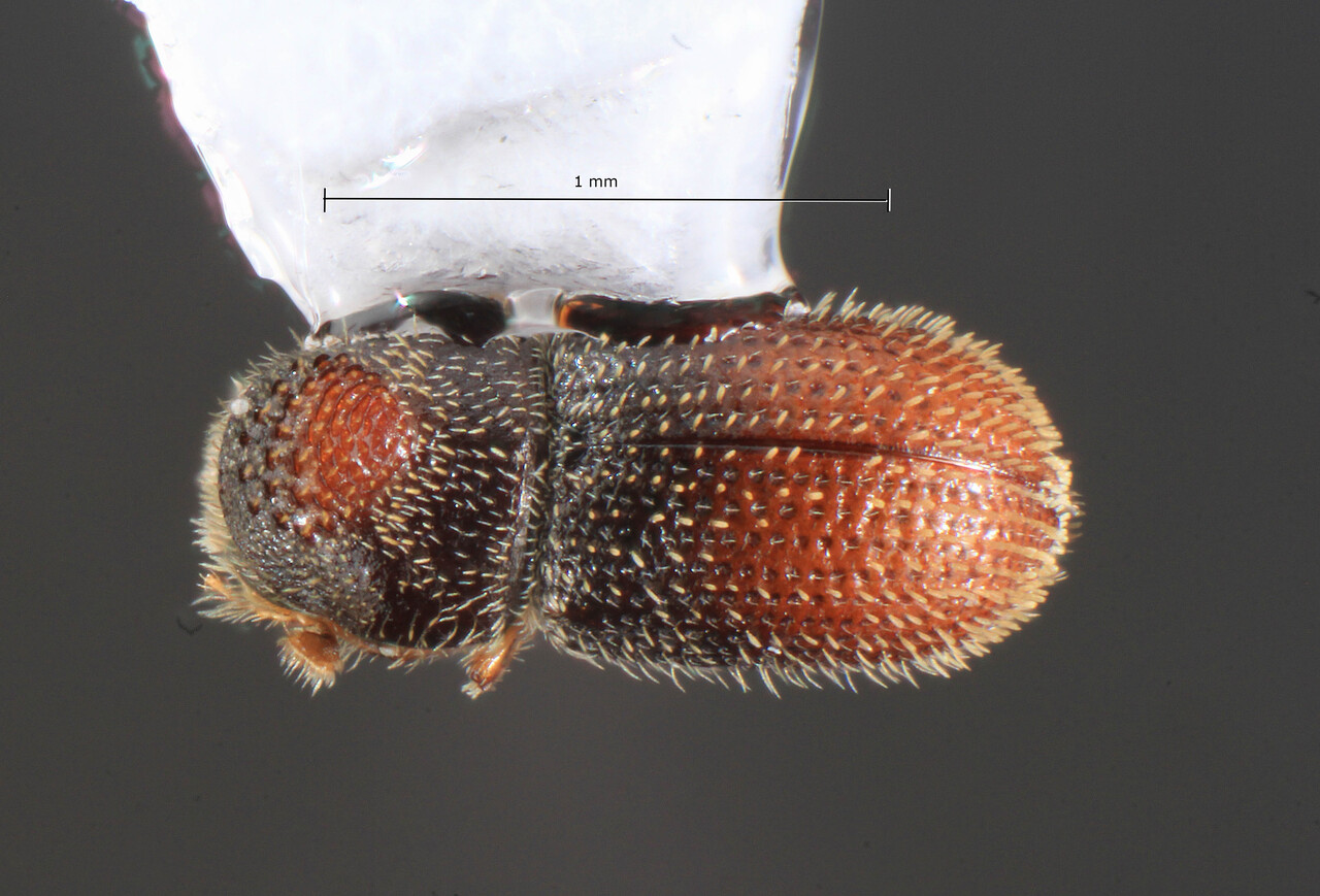 Genus / Species: Pseudothysanoes multispinatus | Image Author: TH Atkinson | Location: United States, Florida, Gainesville | Collection: University of Texas Insect Collection