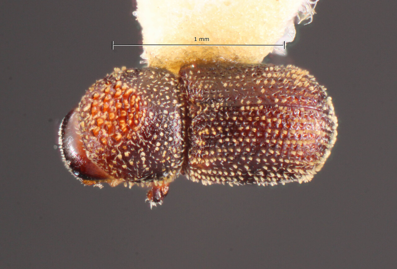 Genus / Species: Pseudothysanoes multispinosus | Image Author: TH Atkinson | Location: Brazil, Mato Grosso do Sul, Selviria | Image Type: allotype | Collection: Faculdade de Engenharia