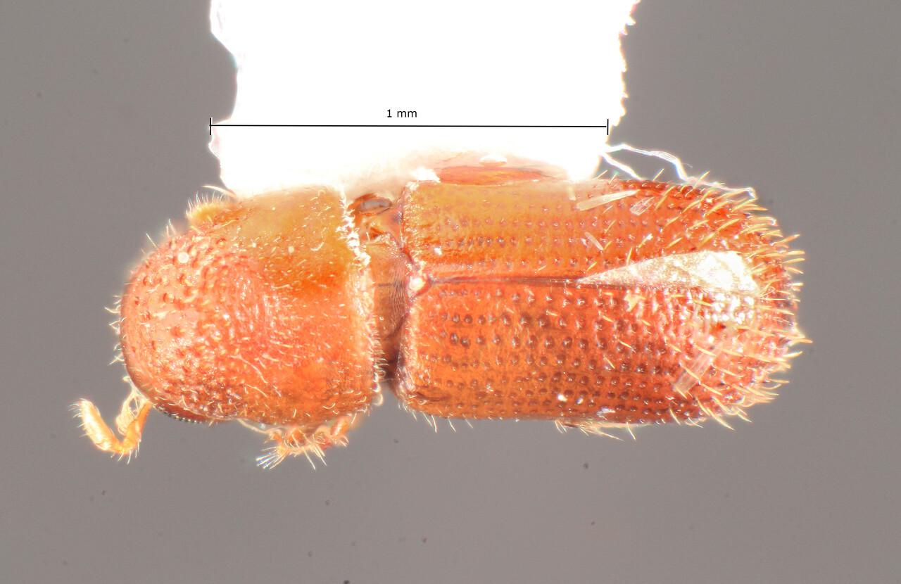 Genus / Species: Pseudothysanoes muricatus | Image Author: TH Atkinson | Location: Rep. Dominicana, El Seibo, Pedro Sanchez, 7 mi N | Image Type: holotype | Collection: Florida State Collection of Arthropods