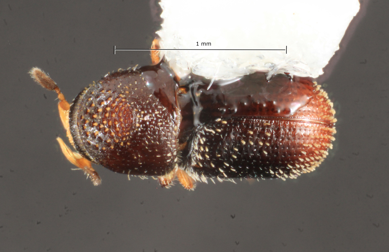 Genus / Species: Pseudothysanoes recavus | Image Author: TH Atkinson | Location: México, Oaxaca, Yetla | Collection: University of Texas Insect Collection