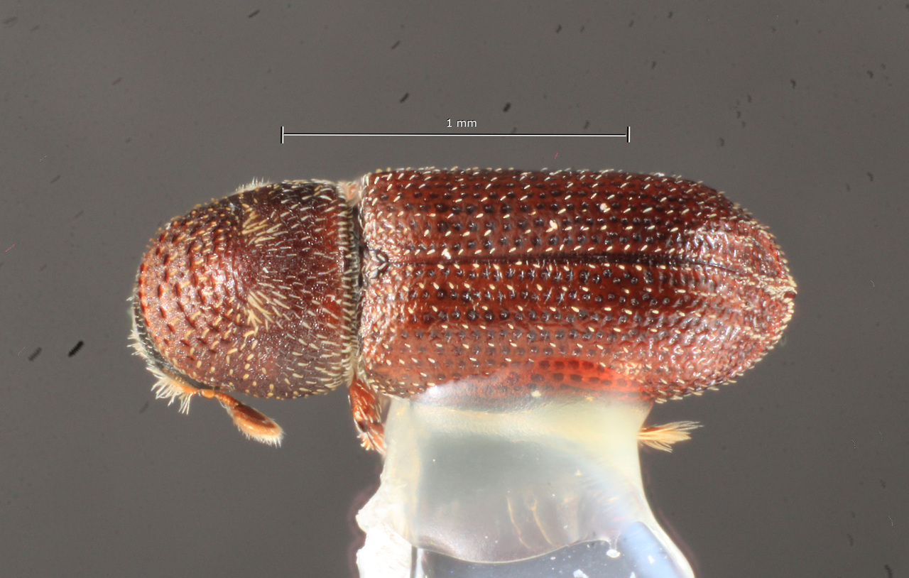 Genus / Species: Pseudothysanoes tecomi | Image Author: TH Atkinson | Location: Perú, Cusco, Watá, 34 km NW Cusco | Image Type: paratype | Collection: University of Texas Insect Collection