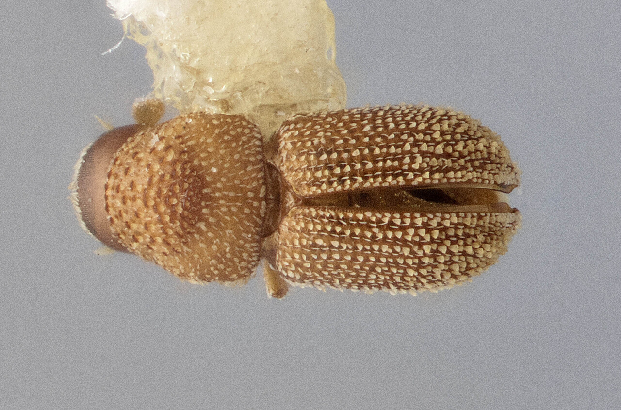 Genus / Species: Pseudothysanoes thomasi | Image Author: J Buffam | Location: México, Sinaloa, Mazatlan | Image Type: holotype | Collection: Canadian National Collection of Insects, Arachnids and Nematodes