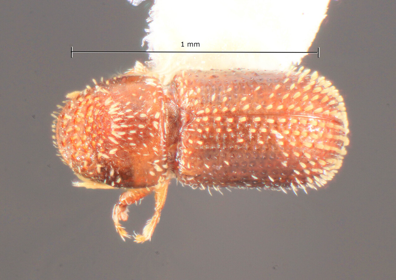 Genus / Species: Pseudothysanoes trunculus | Image Author: TH Atkinson | Location: Rep. Dominicana, Pedernales, Cabo Rojo | Image Type: holotype | Collection: Florida State Collection of Arthropods