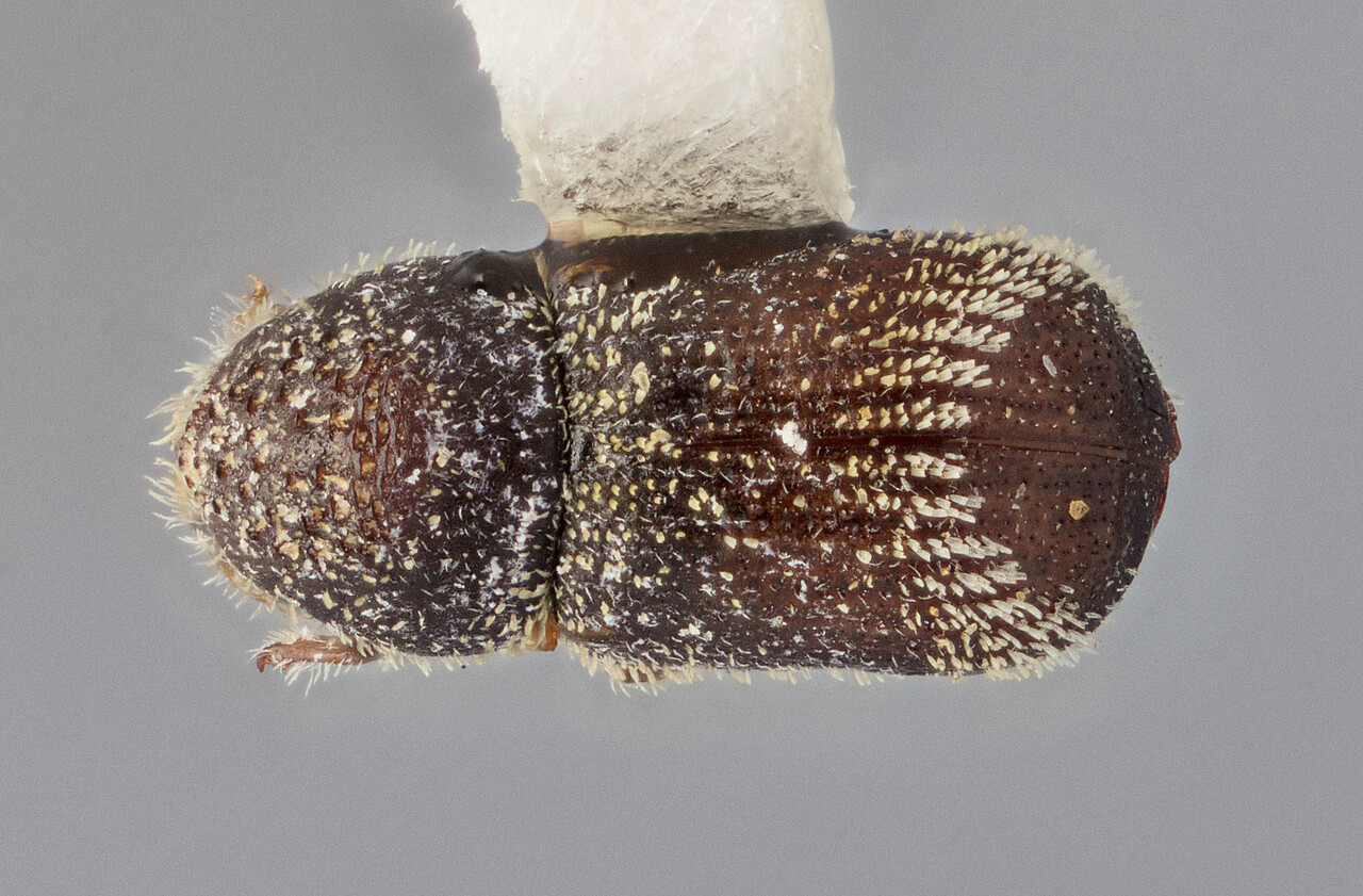 Genus / Species: Pseudothysanoes tumidulus | Image Author: J Buffam | Location: México, Querétaro, San Juan del Río, 129 km NE, Hwy 120 | Image Type: holotype | Collection: Canadian National Collection of Insects, Arachnids and Nematodes