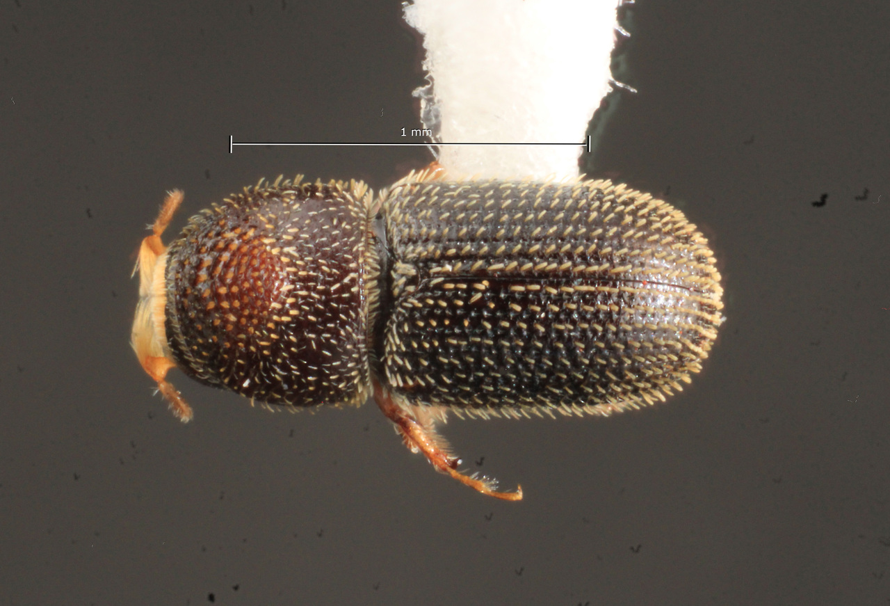 Genus / Species: Pseudothysanoes turnbowi | Image Author: TH Atkinson | Location: United States, Texas, Santa Ana NWR | Collection: University of Texas Insect Collection